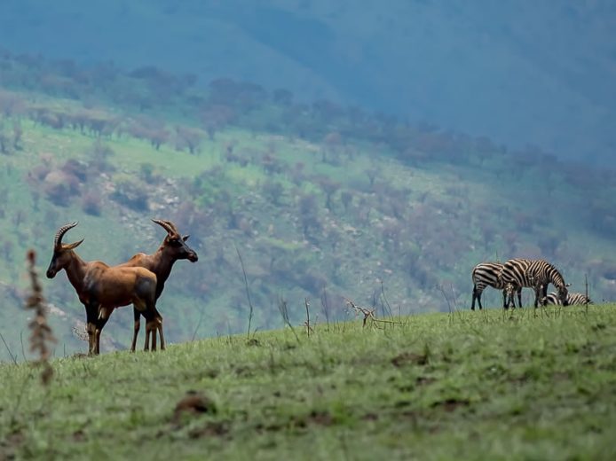 13 Day Rwanda Safari Expedition
