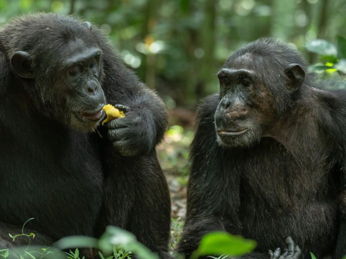 4 Day Chimpanzee Trekking Adventure in Kibale National Park