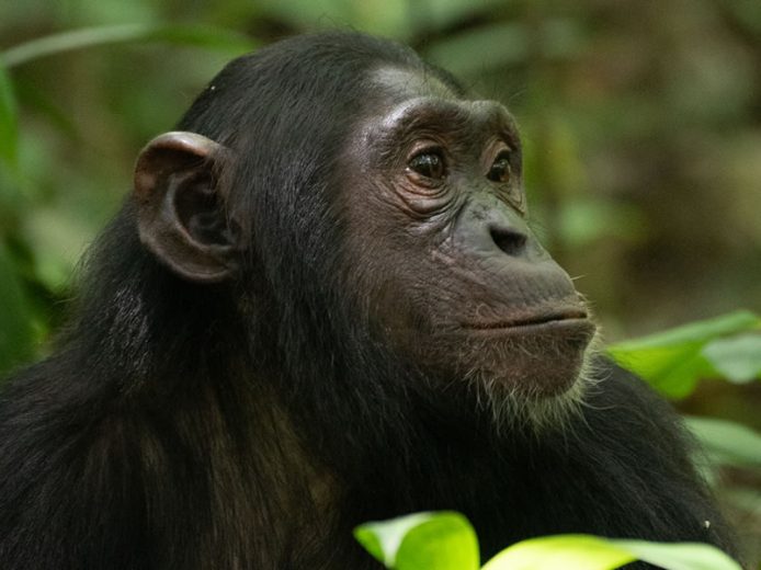 7 Day Rwanda Chimpanzee and Uganda Gorilla Trekking Safari
