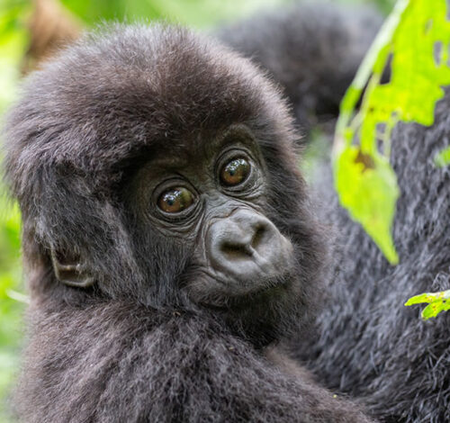 1 Day Gorilla Trekking Safari in Volcanoes National Park