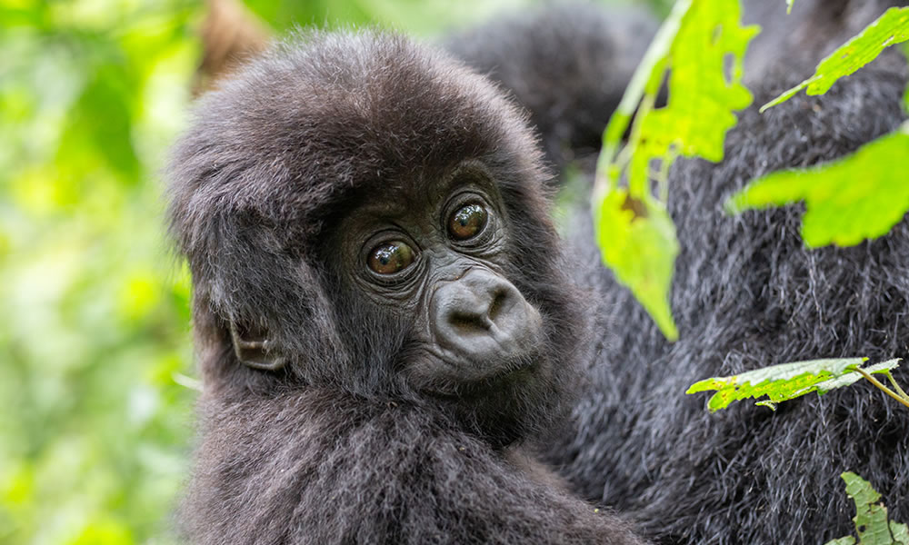 1 Day Gorilla Trekking Safari in Volcanoes National Park