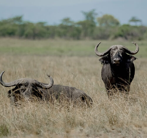 2 Day Epic Akagera Wildlife Safari