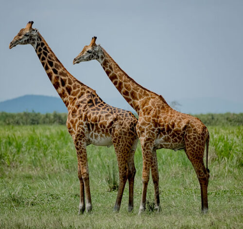 1 Day Akagera National Park Wildlife Safari