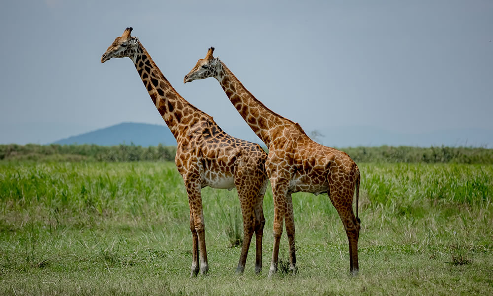 1 Day Akagera National Park Wildlife Safari