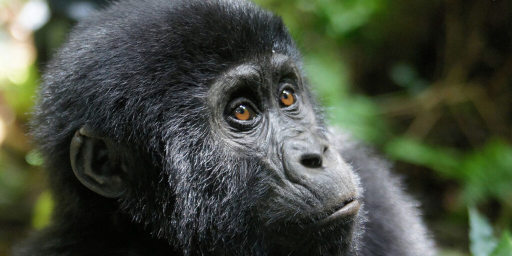 Bwindi Impenetrable National Park