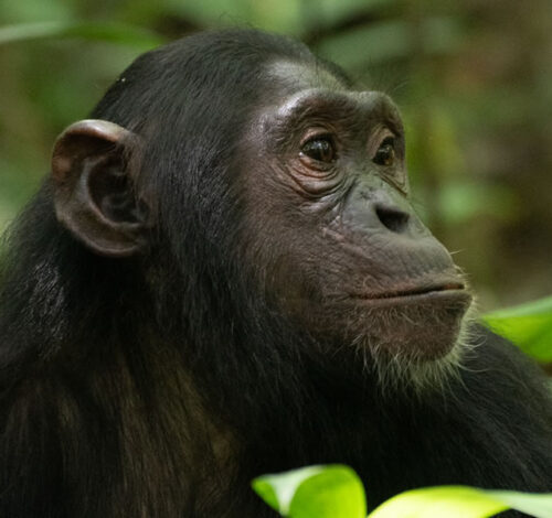 7 Day Rwanda Chimpanzee and Uganda Gorilla Trekking Safari