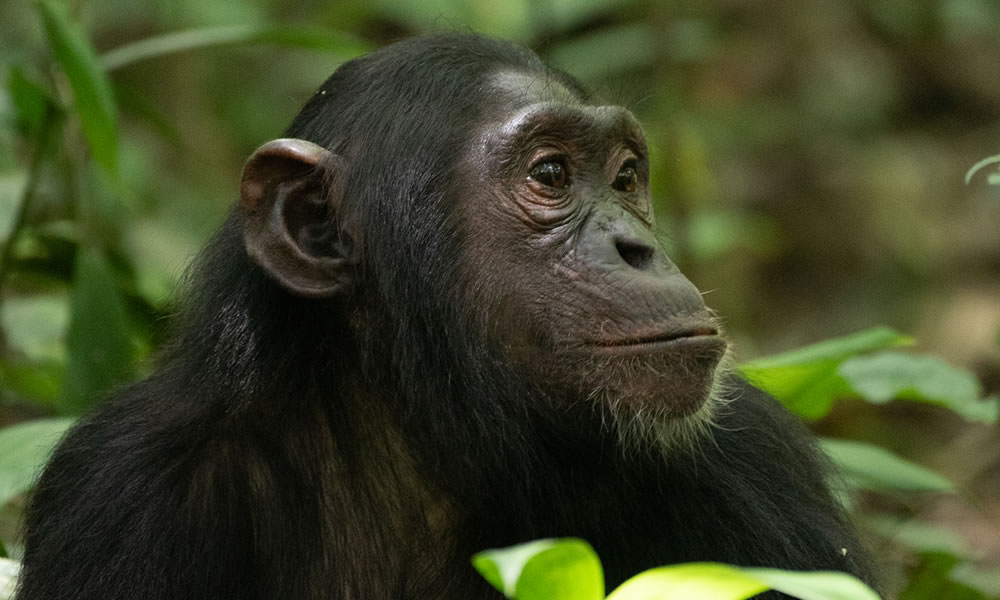 7 Day Rwanda Chimpanzee and Uganda Gorilla Trekking Safari