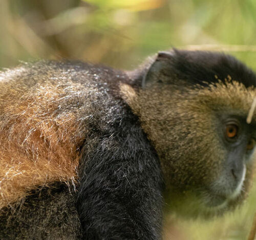 3 Day Gorilla and Golden Monkey Trekking Safari