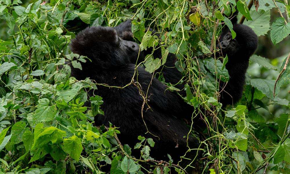 14 Day Wilderness Whispers and Sunset Skies Adventure in Uganda