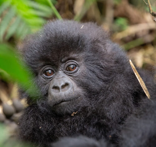 4 Day Uganda Gorilla Trekking Adventure Via Kigali