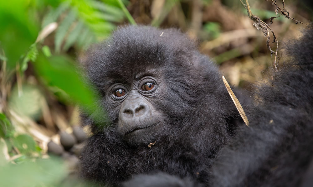 4 Day Uganda Gorilla Trekking Adventure Via Kigali