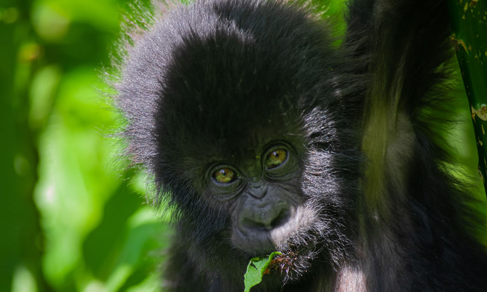 10 Day Rwanda, Uganda Primate Adventure Safari