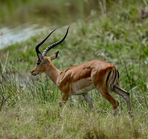 4 Day Wildlife Safari to Akagera National Park