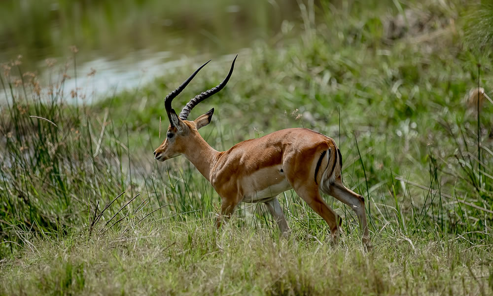 4 Day Wildlife Safari to Akagera National Park