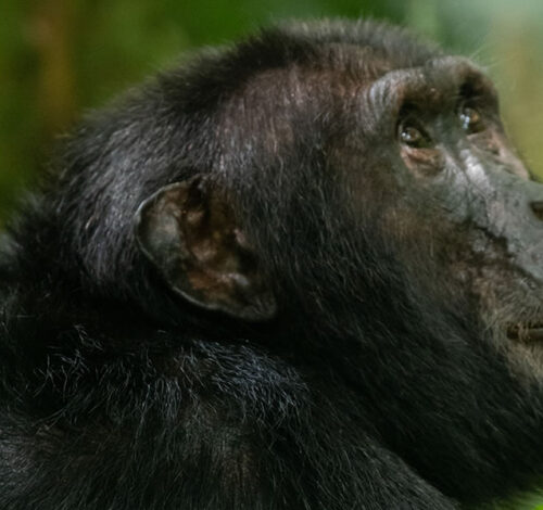 3 Day Chimpanzee Tracking Experience in Nyungwe