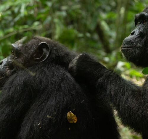 2 Day Chimpanzee Tracking Expedition in Nyungwe Forest National Park