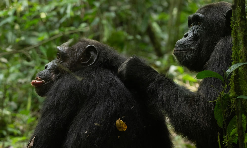 2 Day Chimpanzee Tracking Expedition in Nyungwe Forest National Park