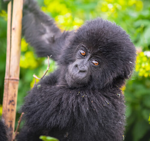 9 Day Rwanda and Uganda Gorilla Trekking Safari