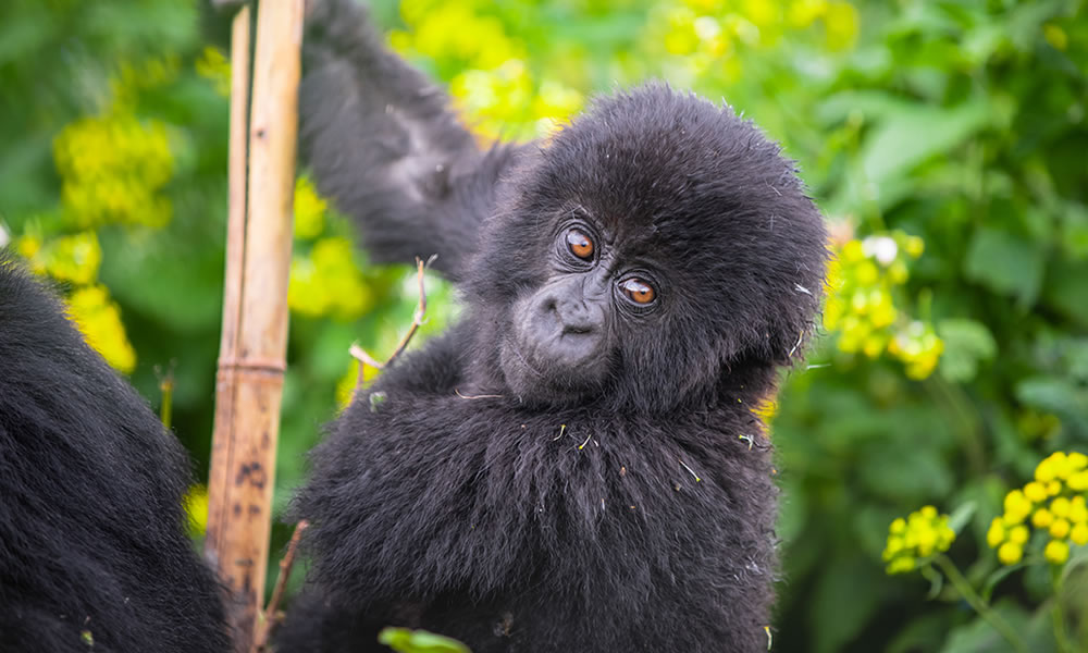 9 Day Rwanda and Uganda Gorilla Trekking Safari