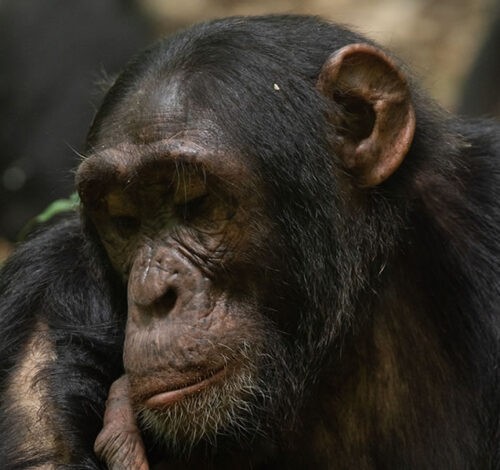 7 Day Kibale Chimpanzees and Rwanda Gorilla Trekking Safari