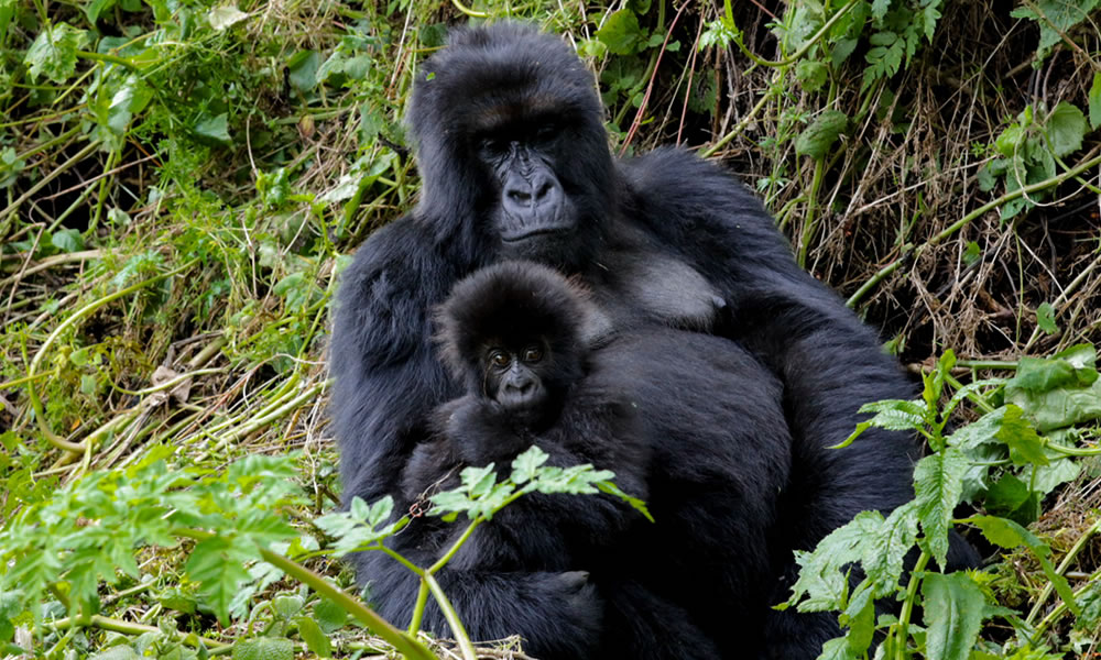 6 Day Rwanda Safari Combined with Uganda Gorilla Trekking