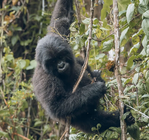 6 Days Gorilla Trekking and Wildlife Safari