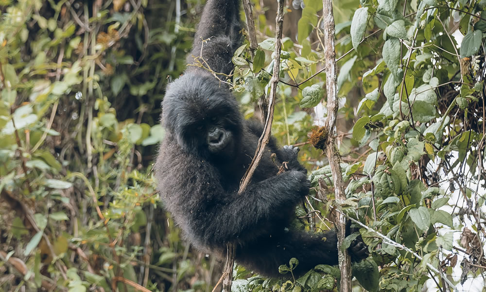 6 Days Gorilla Trekking and Wildlife Safari