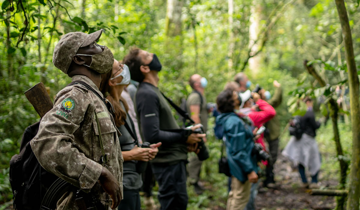 Chimpanzee Tracking in Kalinzu Forest Reserve