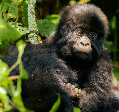 7 Day Gorilla and Chimpanzee Trekking Safari in Rwanda