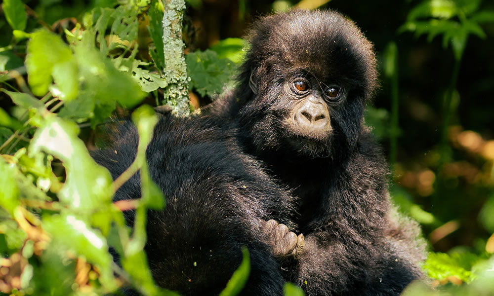 7 Day Gorilla and Chimpanzee Trekking Safari in Rwanda