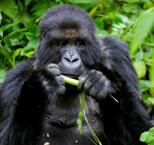 9 Day Best of Uganda and Rwanda Primate Adventure, Rwanda & Uganda Combined Tours