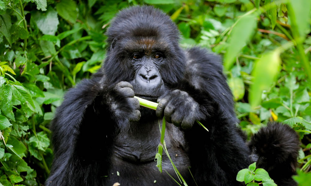 9 Day Best of Uganda and Rwanda Primate Adventure, Rwanda & Uganda Combined Tours