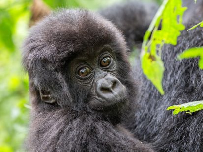 1 Day Gorilla Trekking Safari in Volcanoes National Park