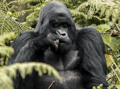 2 Day Gorilla Trekking Safari in Volcanoes National Park