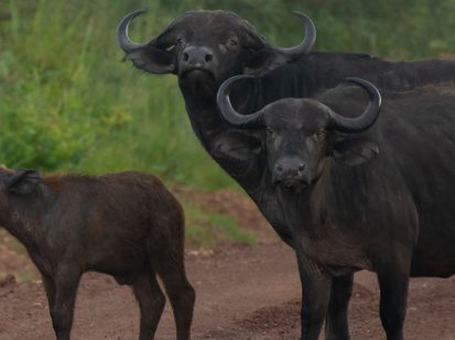 18 Day Roaring Good Time Safari in Uganda