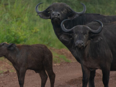 18 Day Roaring Good Time Safari in Uganda