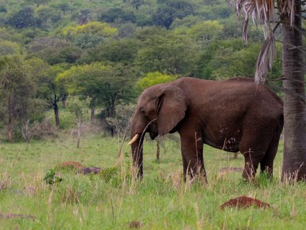 21 Days Uganda Wildlife Safari Expedition