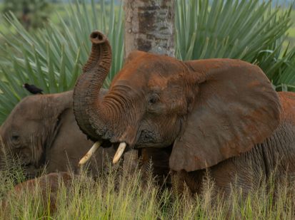 10 Day Uganda Expedite Safari