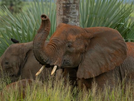 10 Day Uganda Expedite Safari