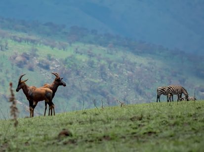 13 Day Rwanda Safari Expedition