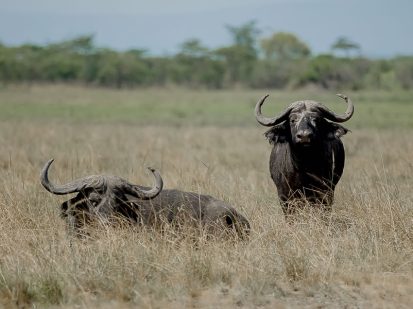 2 Day Epic Akagera Wildlife Safari