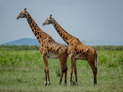 1 Day Akagera National Park Wildlife Safari