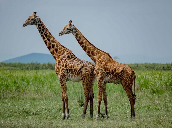 1 Day Akagera National Park Wildlife Safari