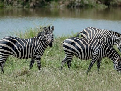 3 Day Akagera Wildlife Safari