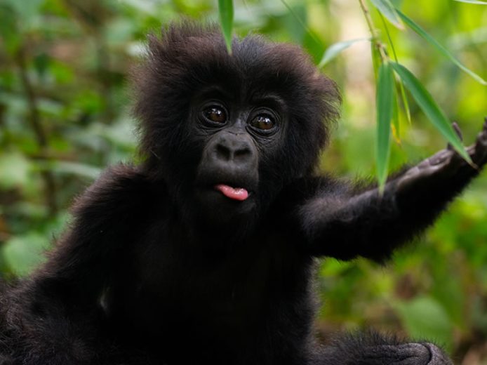 4 Day Gorilla Trekking Adventure in Volcanoes National Park