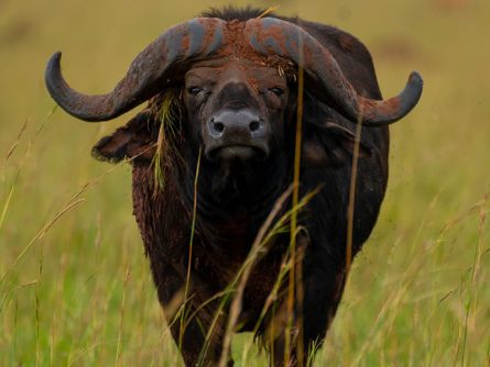 12 Day Go Wild Adventure Safari