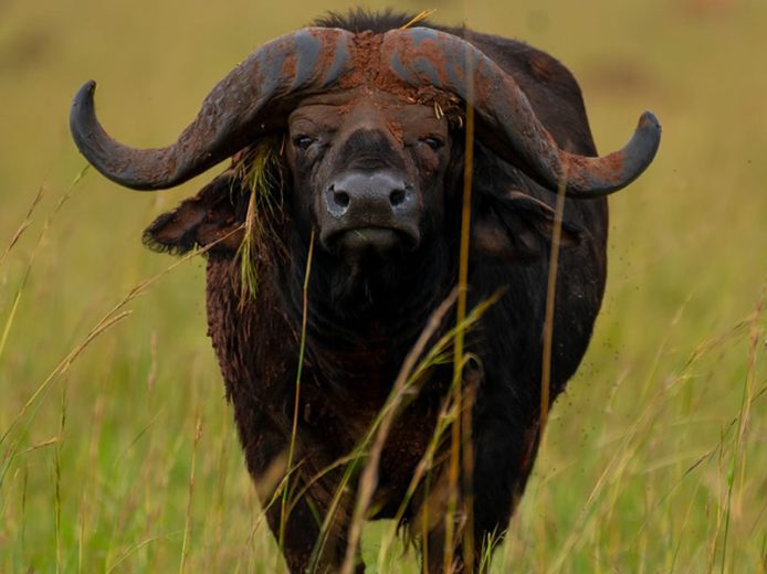 12 Day Go Wild Adventure Safari