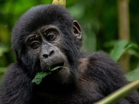 4 Day Gorilla Discovery Safari in Uganda