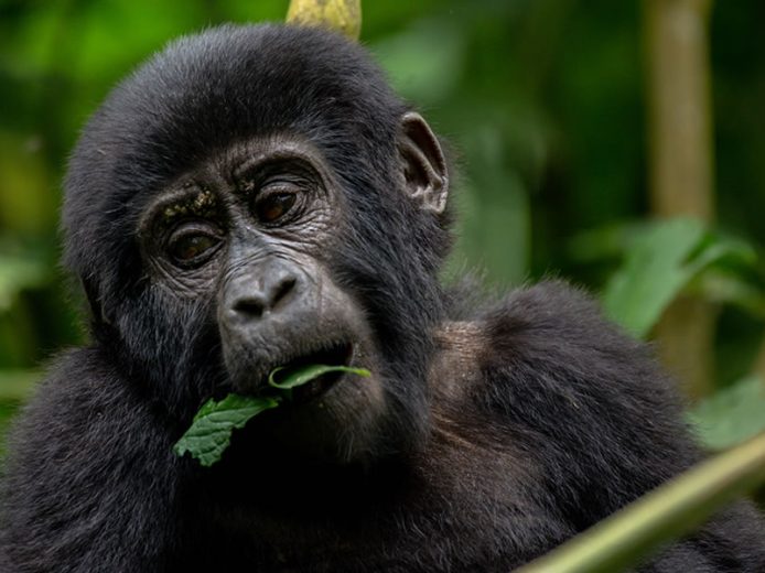4 Day Gorilla Discovery Safari in Uganda