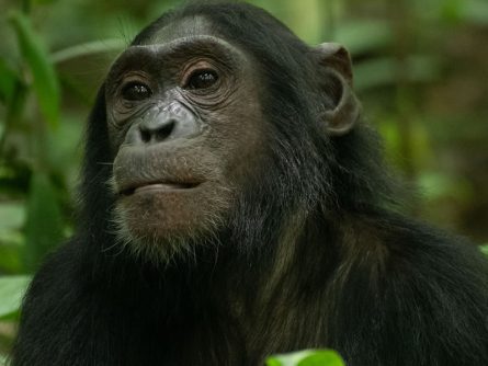 4 Day Chimpanzee Trekking Adventure in Nyungwe National Park